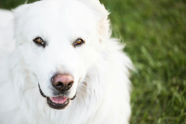 a white dog has its tongue out and is looking forward