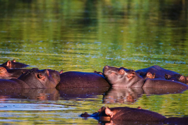 several hippopotamus in water with reflection on surface