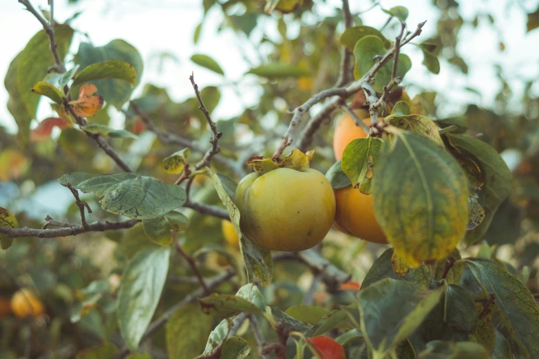 a couple of apples that are on a tree