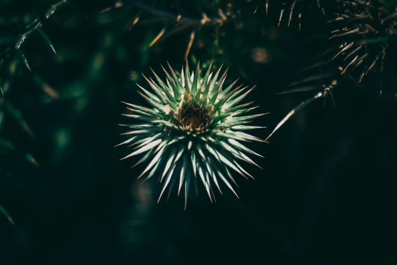 a strange plant is seen in the dark