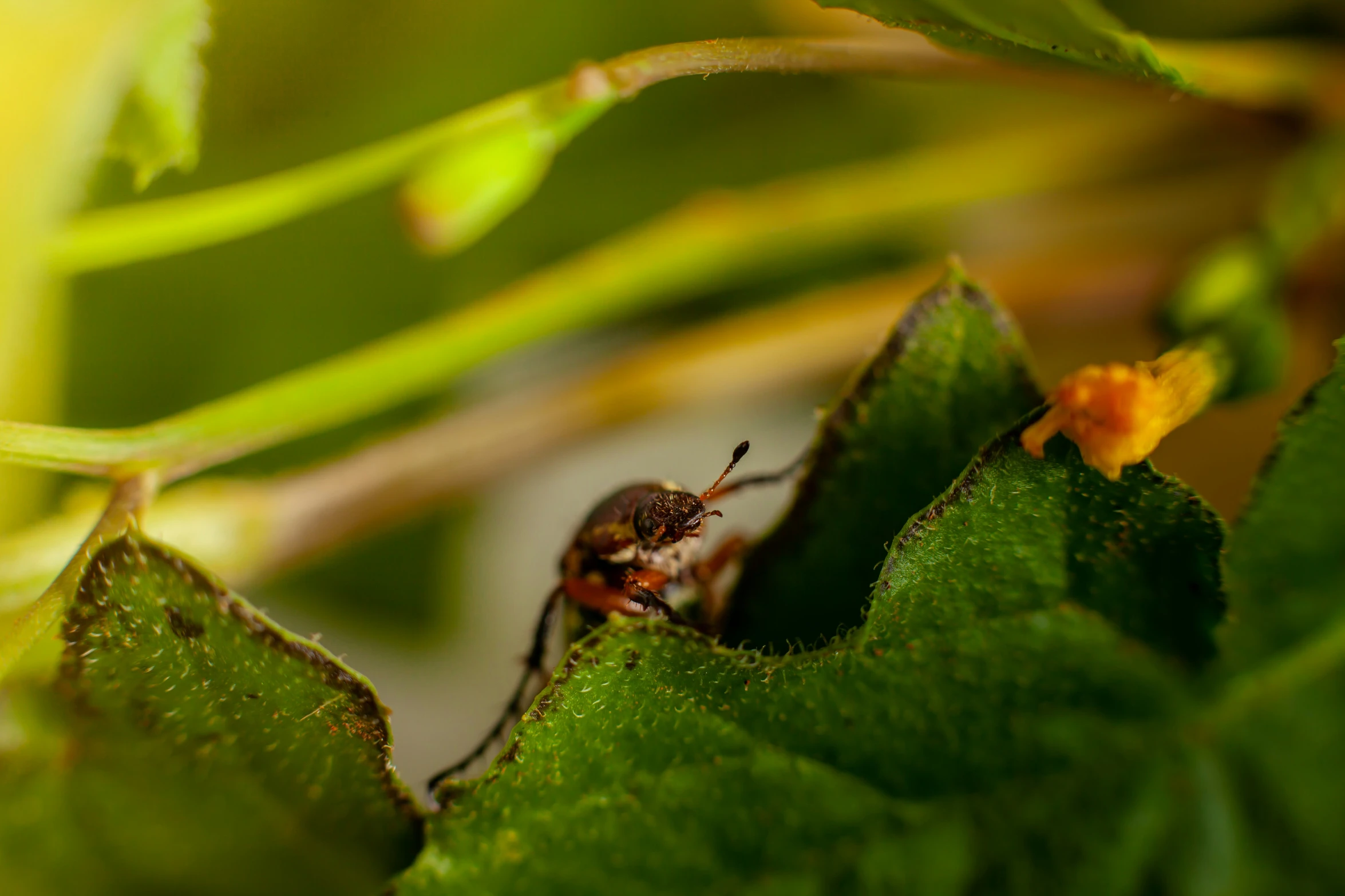 a close up of a bug on a green leaf