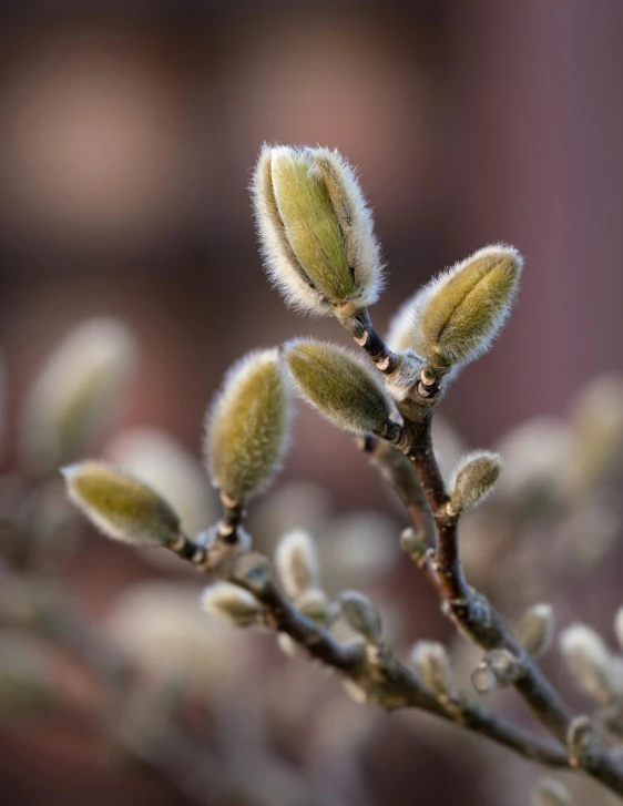 close up of small buds in a plant