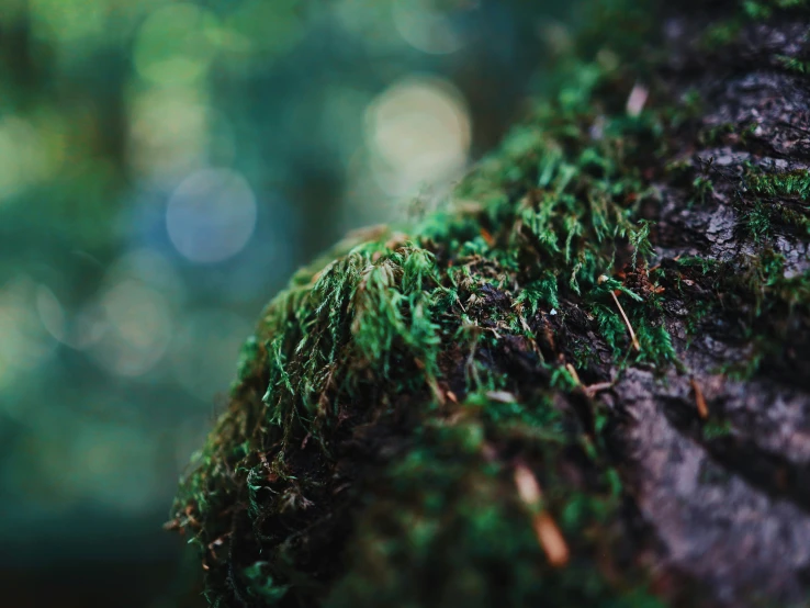 a closeup image of green grass covering the bark of a tree