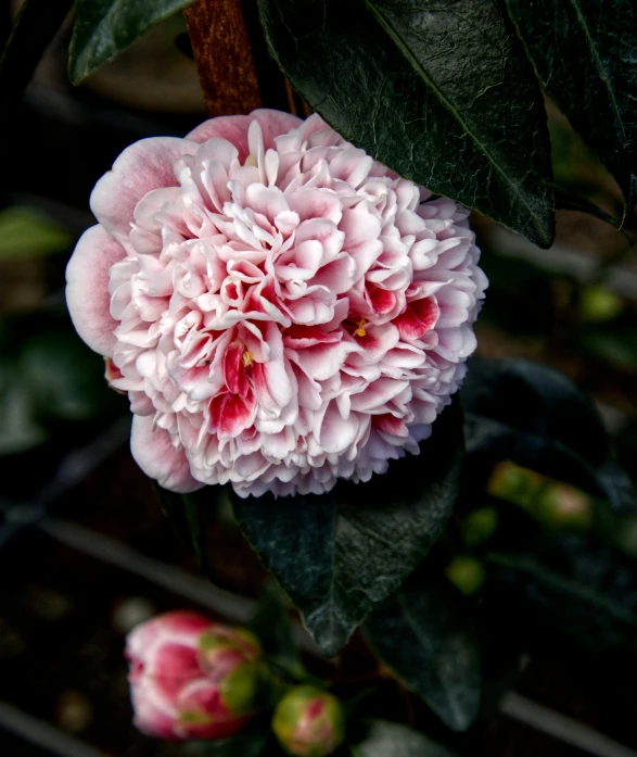 close up of a pink flower with a leaf