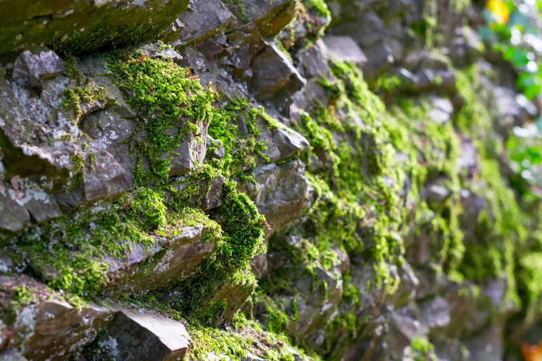 a moss covered stone wall in the woods