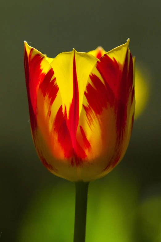 close up of an orange and yellow tulip flower