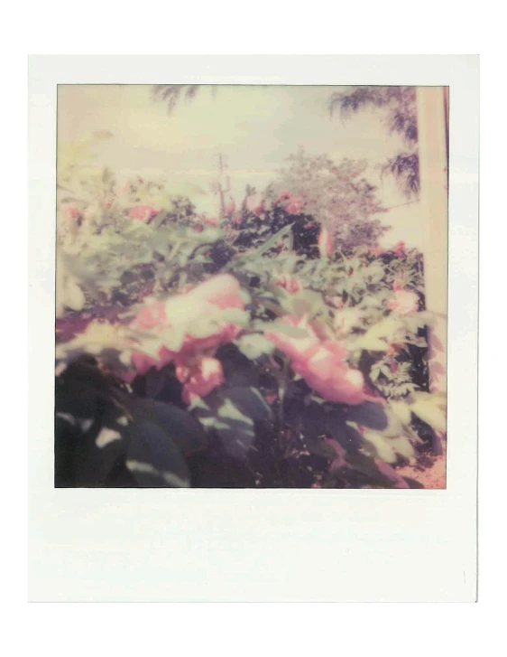 a polaroid po of pink flowers and green trees