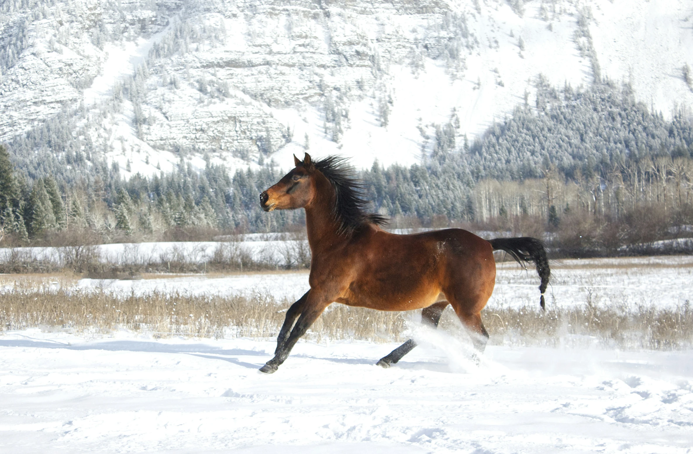 a horse galloping through a snowy field