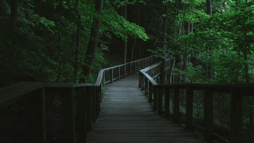 a stairway leading through a green forest filled with trees