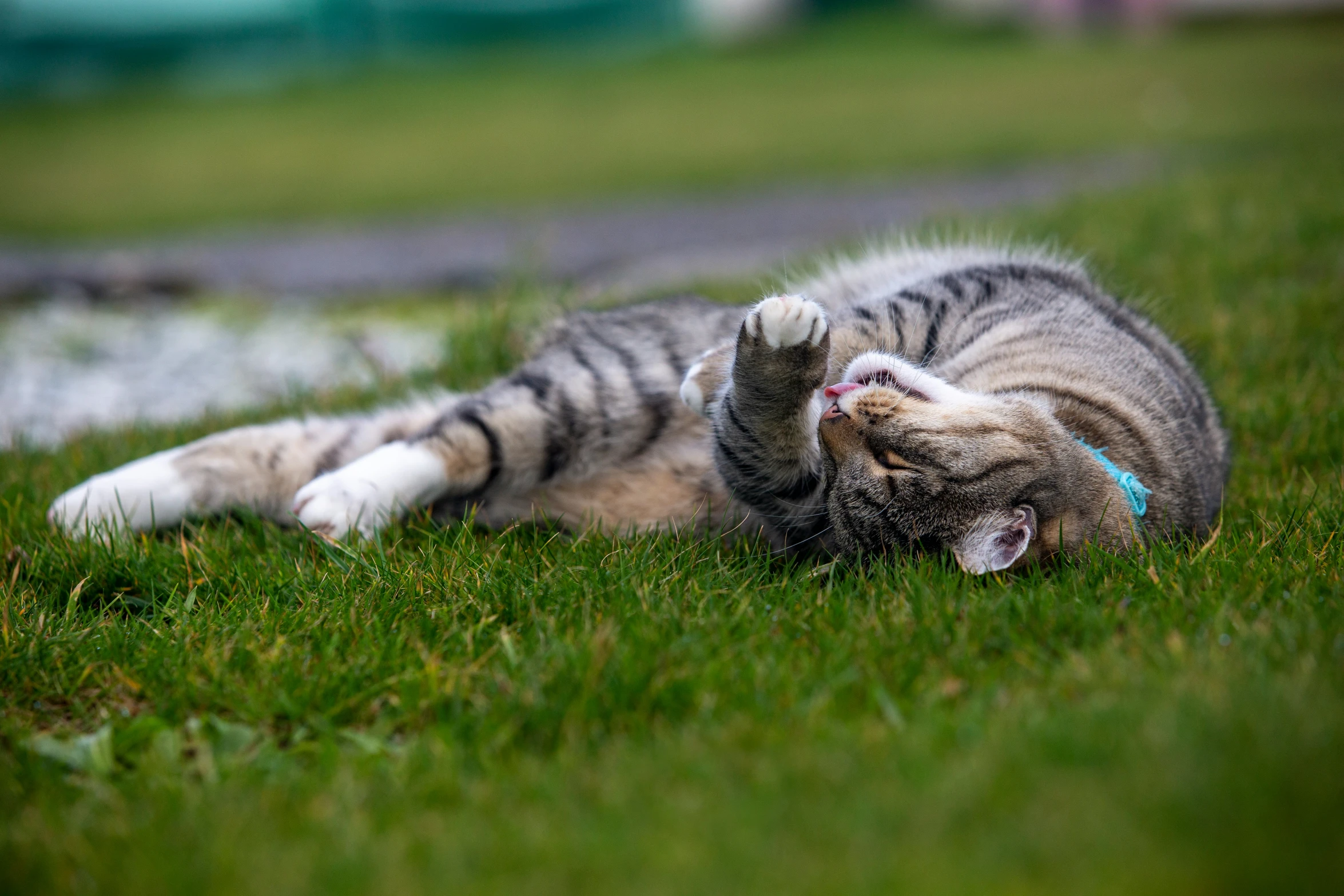 a cat that is laying on the grass
