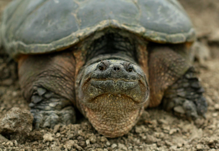 a very cute tortoise laying in the dirt