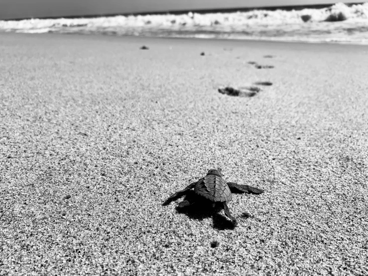 the black and white po shows a bird walking on sand