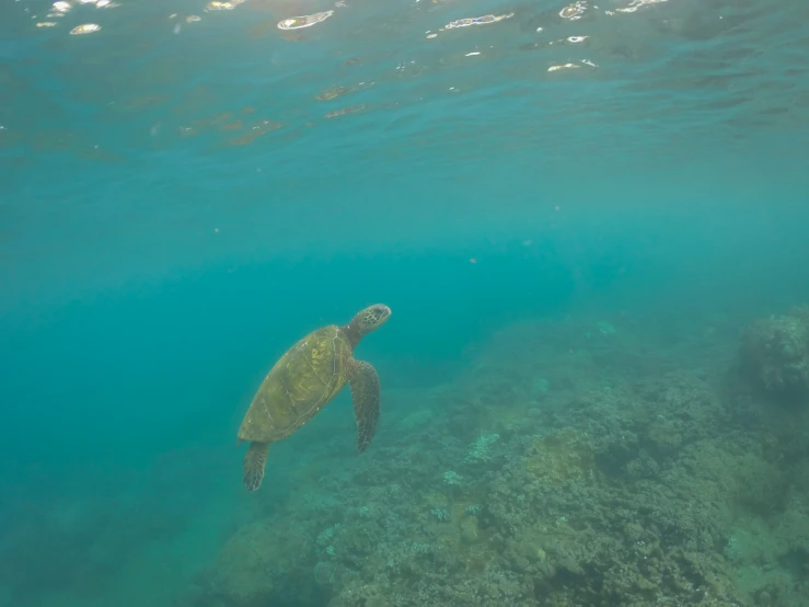 a turtle is swimming close to the camera