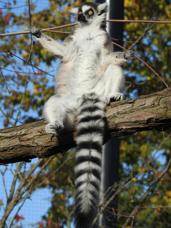 there is a young lemur standing on the limb