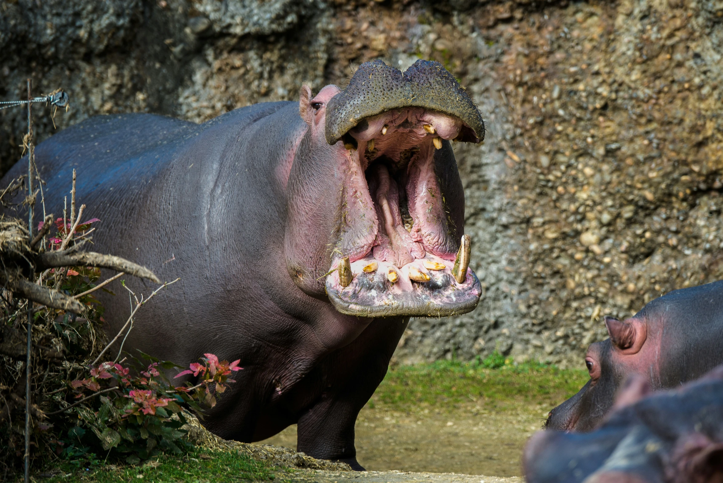 an adult hippopotamus opens its mouth wide to expose it's teeth