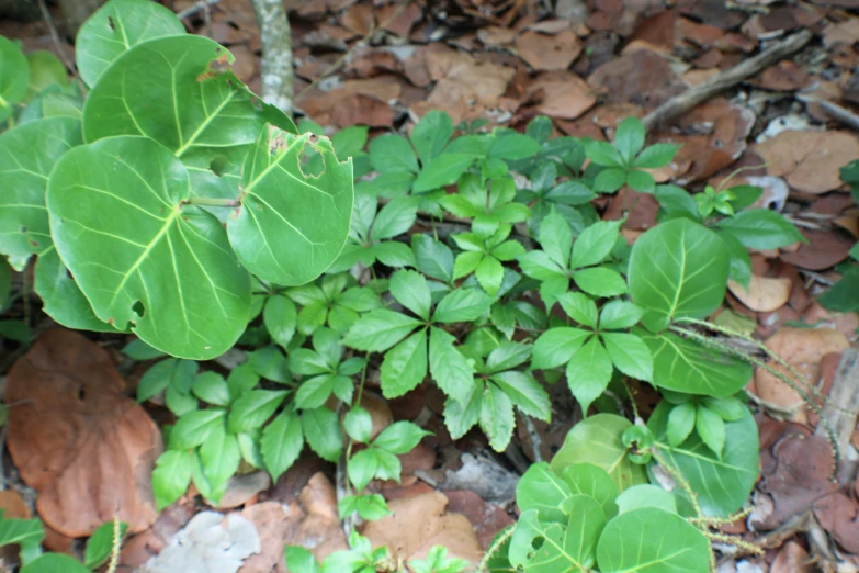 a close up of a plant with leaves