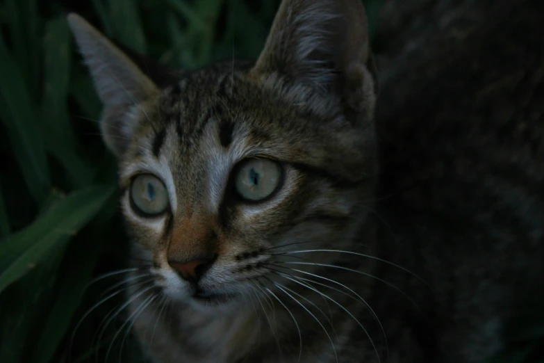 the striped cat is looking intently at soing