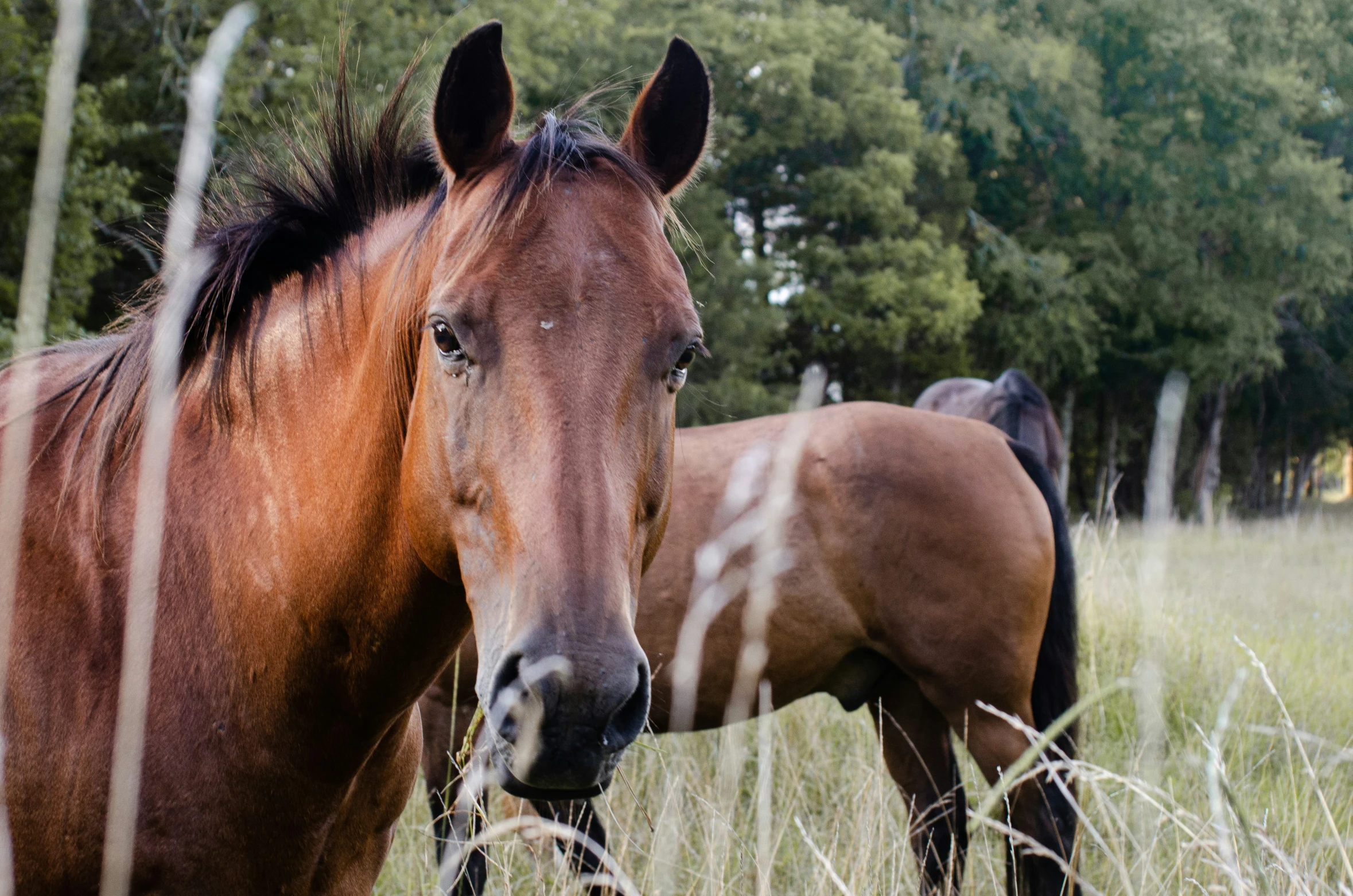 two horses that are standing in the grass