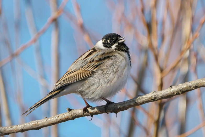 a brown and white bird is perched on a tree limb