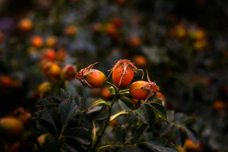 oranges on a tree with blurred background