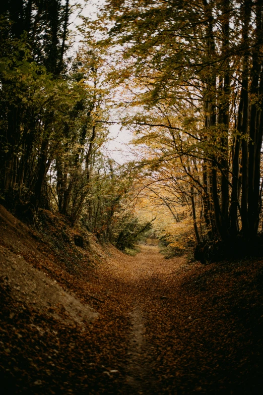 the leaf strewn dirt road is lined with trees