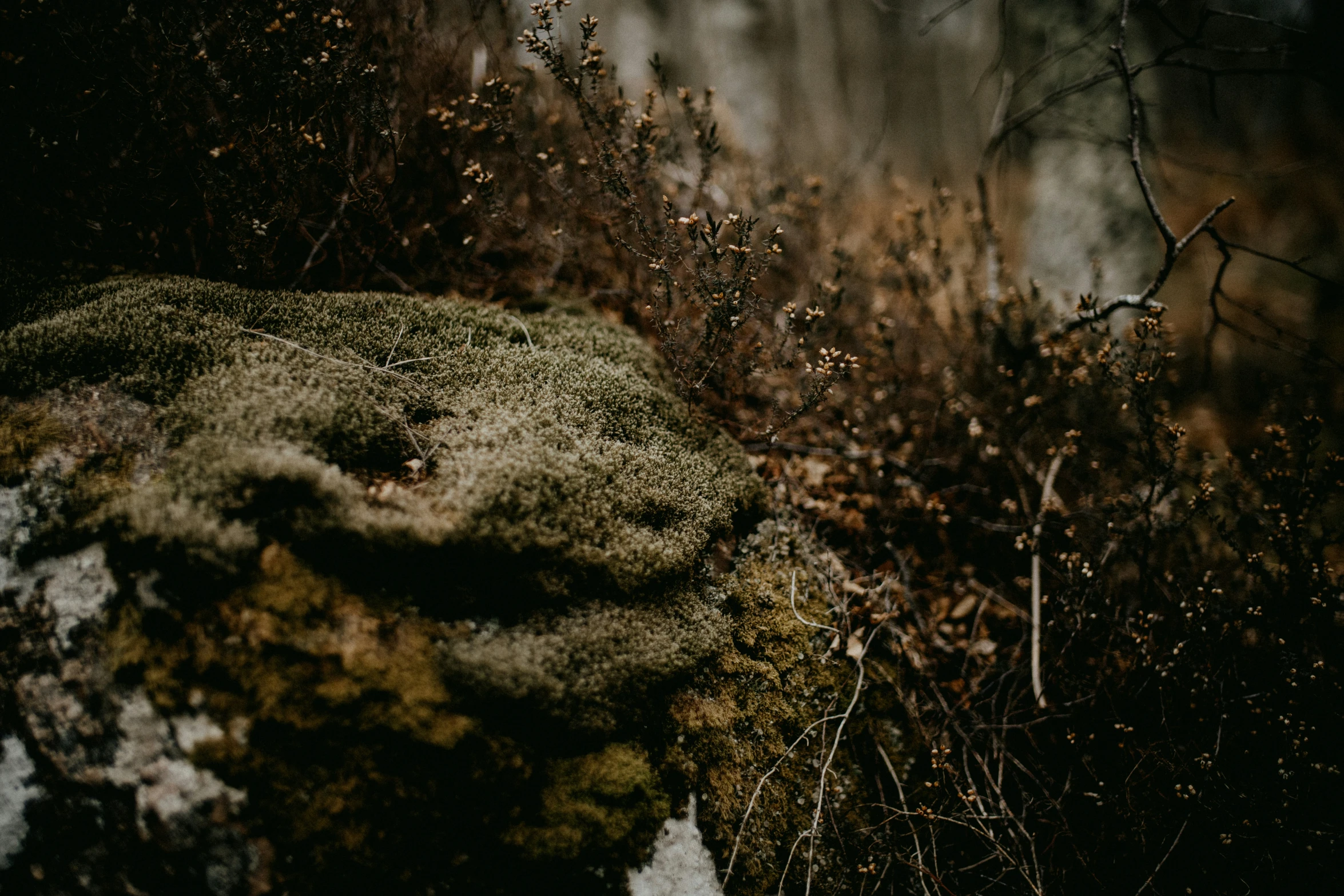 a bird perched on top of a green moss covered rock