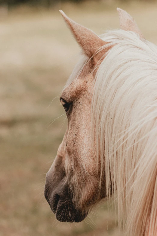 a pony with long hair in the middle of a field