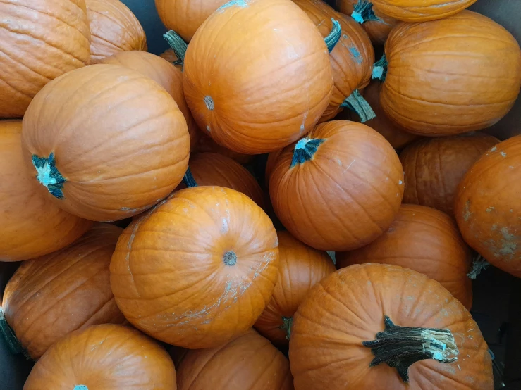 a bunch of small pumpkins with green tops sitting next to each other