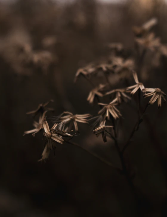 brown flowers stand out against the black background