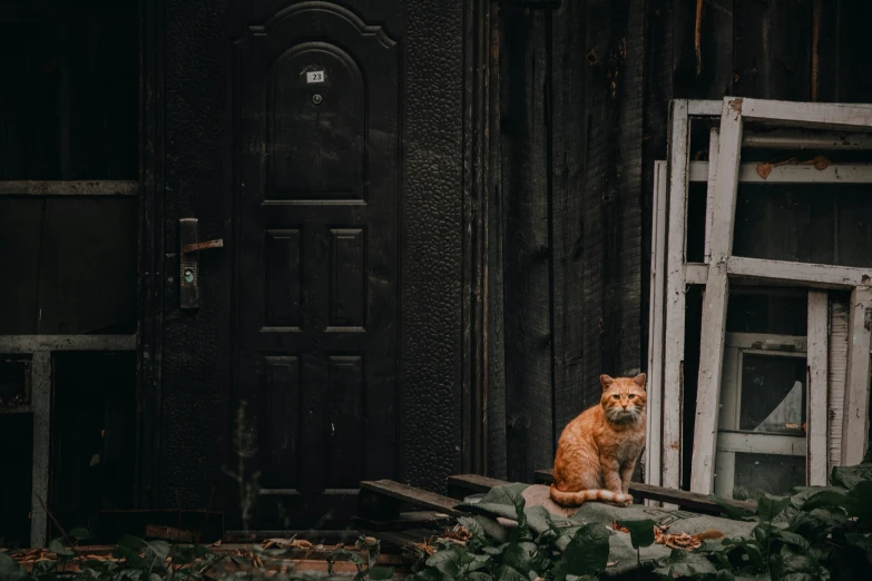 an orange cat sits on the side of a house