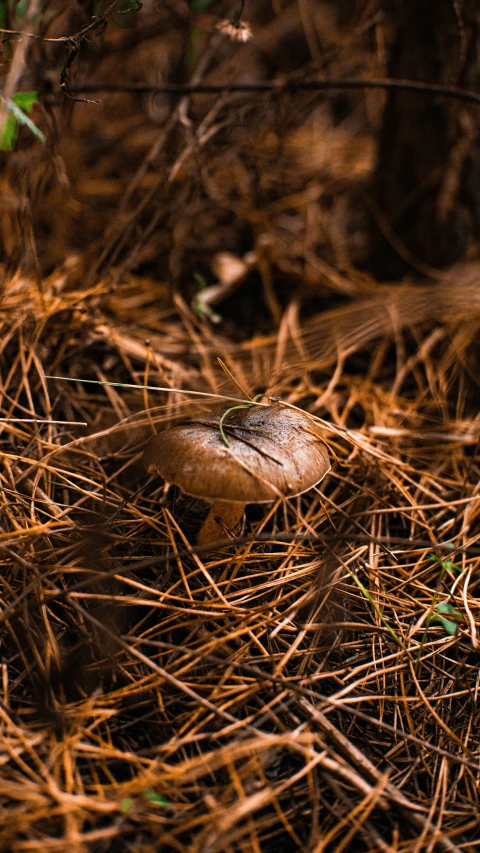 a bird that is sitting in the middle of some grass