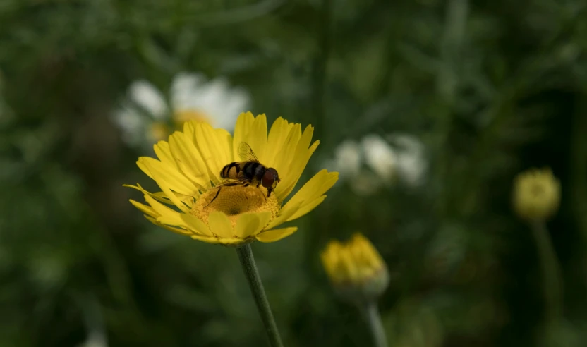 a honey bee sitting on the flower in a field
