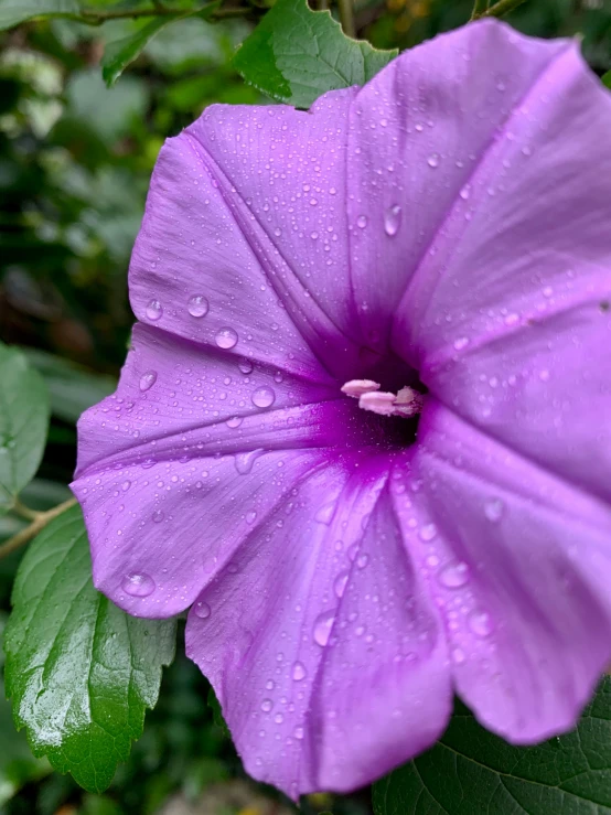 a purple flower with drops of water all over it