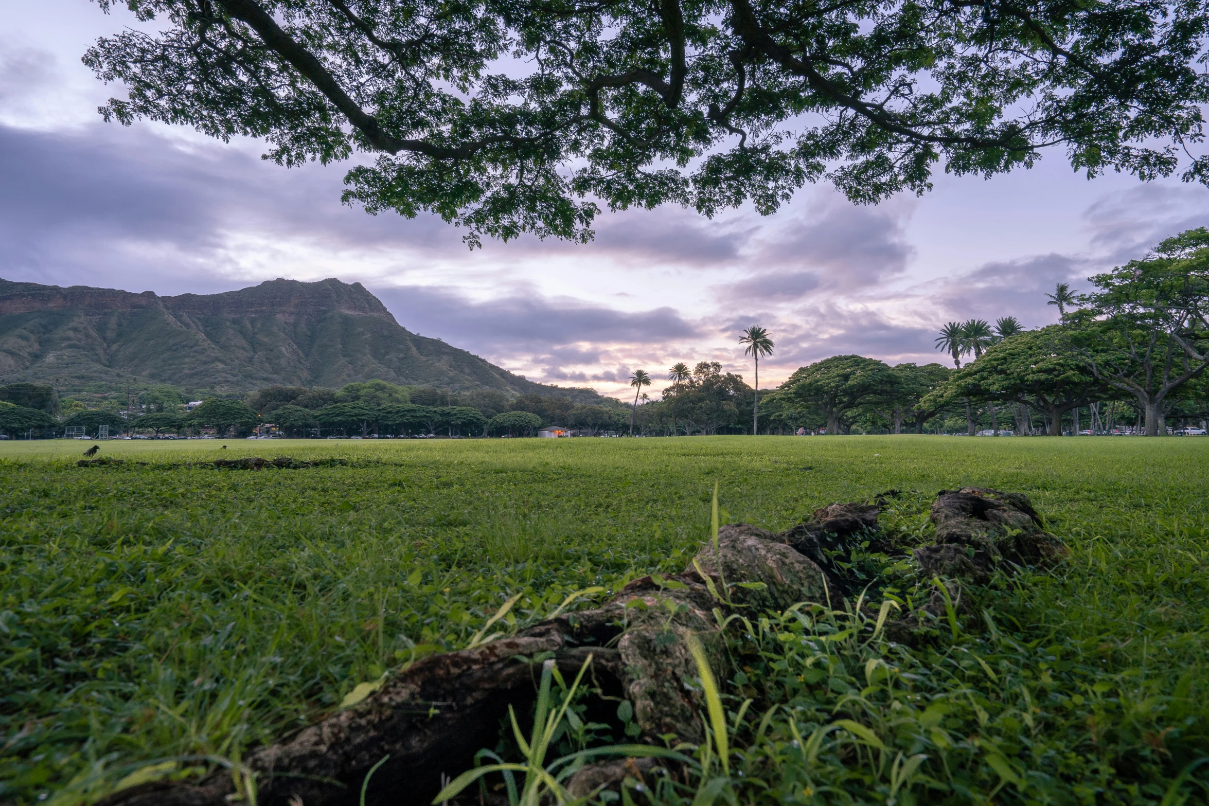 an open grassy area with rocks and grass