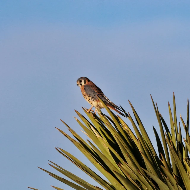 a hawk perched on top of a palm tree