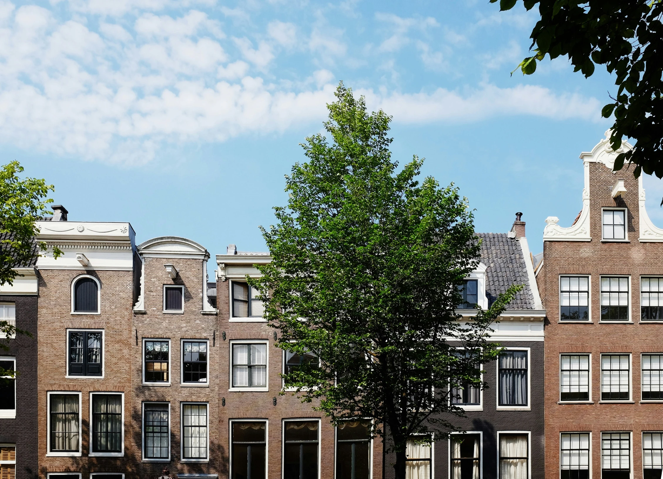 a row of townhouses with a small tree