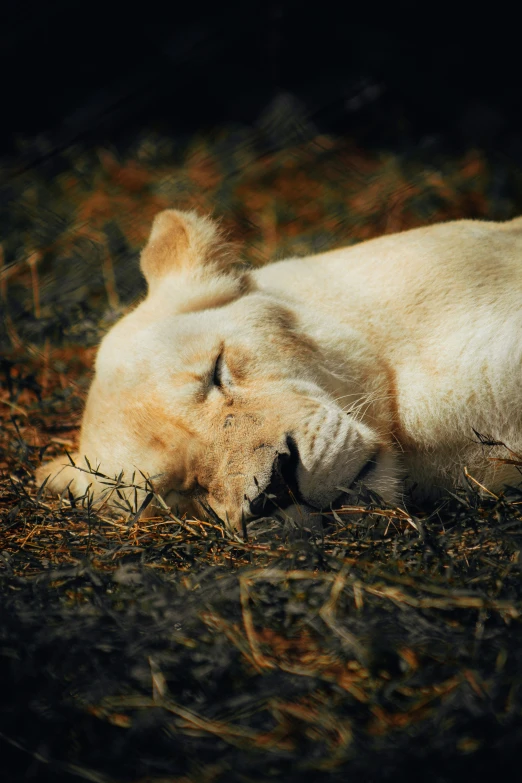 a white bear rolling around in the grass