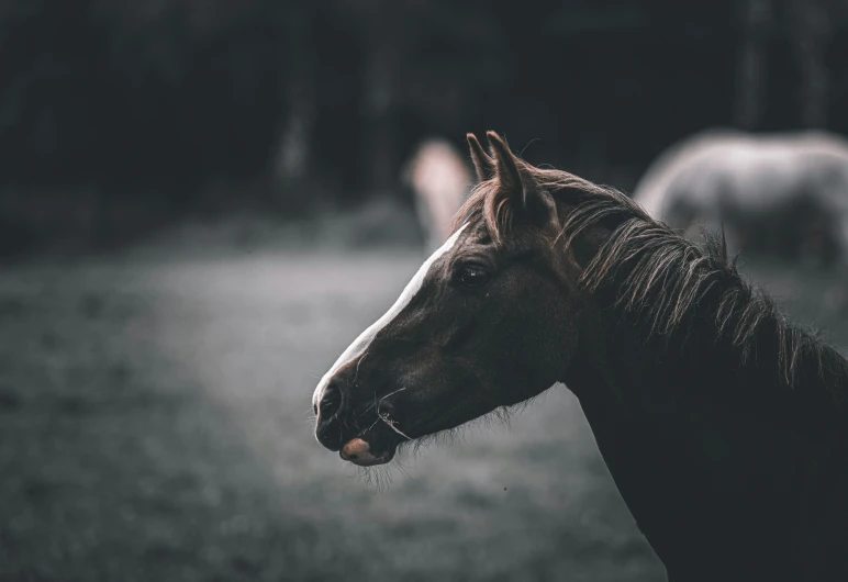 the brown horse has a black mane