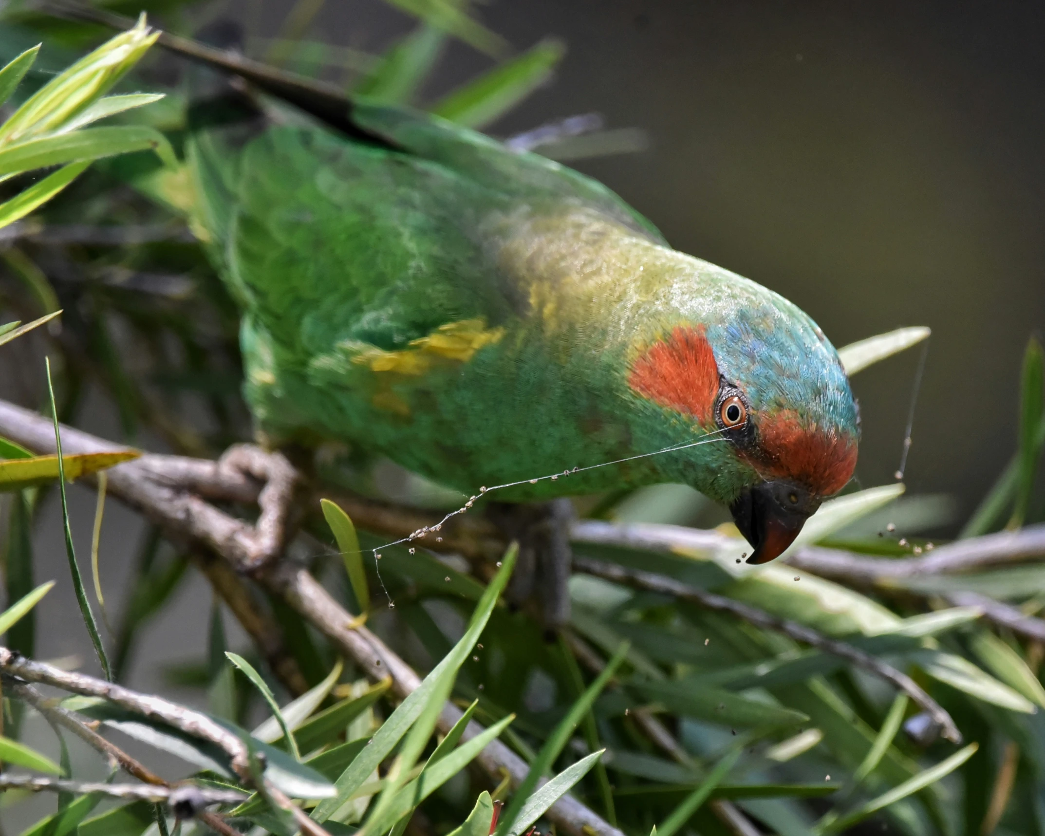 a parrot perched on top of a tree nch