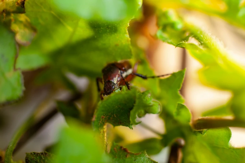 a close up of a small brown insect on a green plant