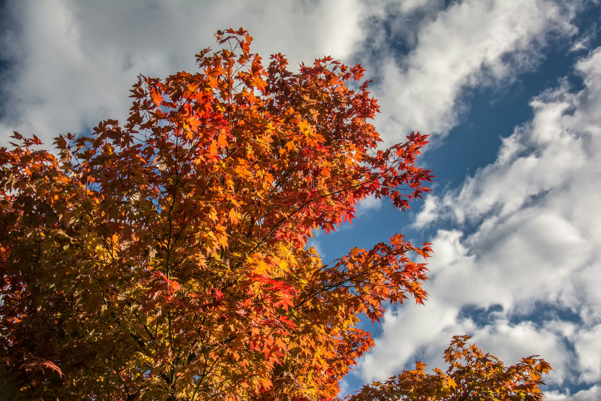 a tree that is next to some clouds