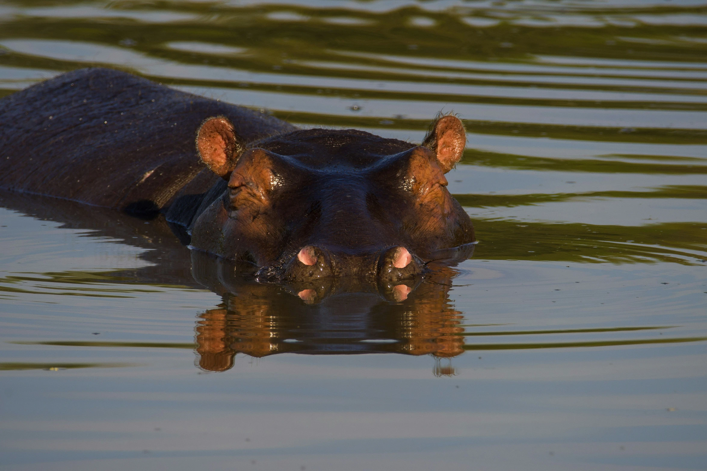 the hippo is swimming in the water with its head out