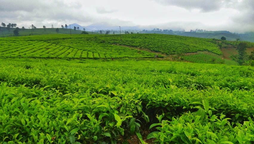 a lush green field sitting on top of a hill