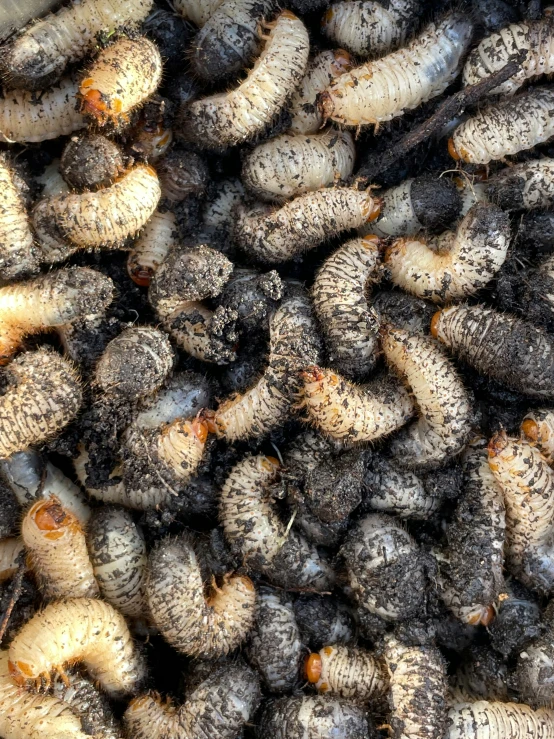 a bunch of brown bugs gathered together in a bin