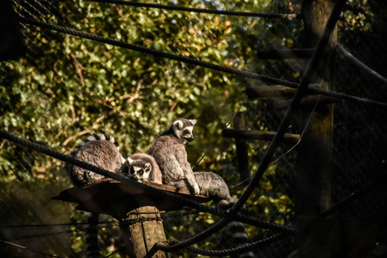 three adult birds are sitting on top of a wire fence