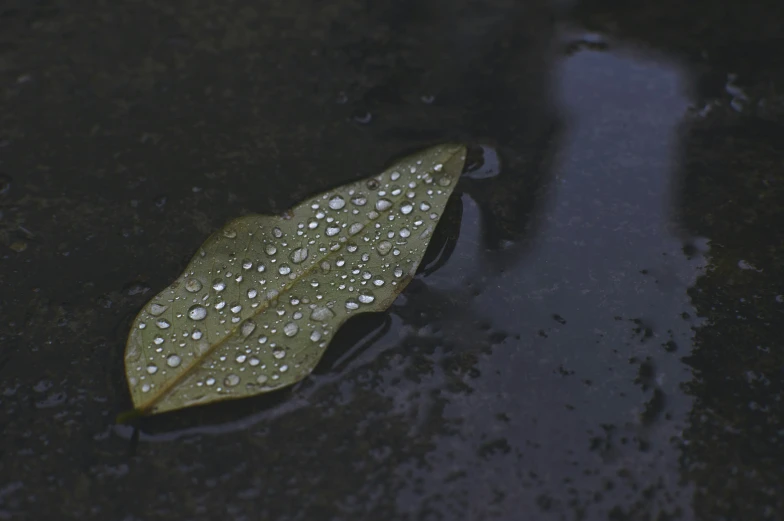 a leaf in water next to a dle with drops