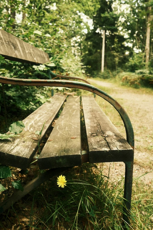 this is a small yellow flower on a wooden bench