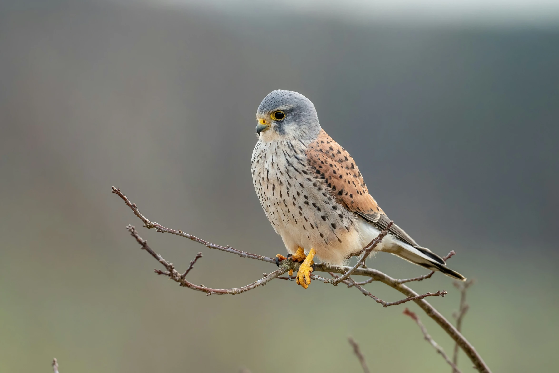 a small brown and black bird sitting on top of a nch