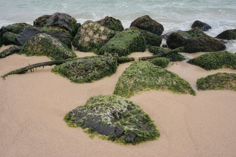 some green algae covered rocks by the ocean