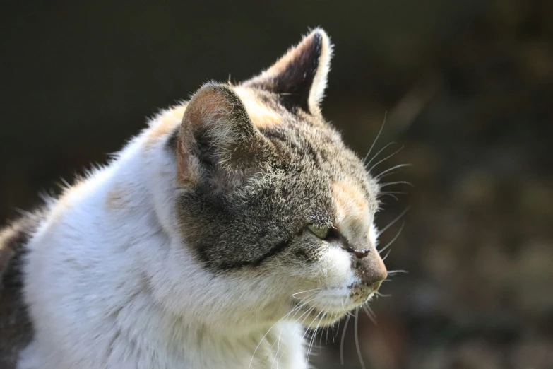 a white and brown cat stares off in front